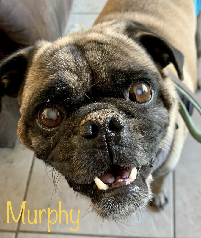Murphy - AZ Pug Life Rescue Society